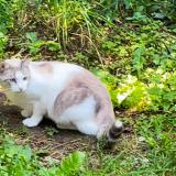 Picture of cat lost at Saint Brevin