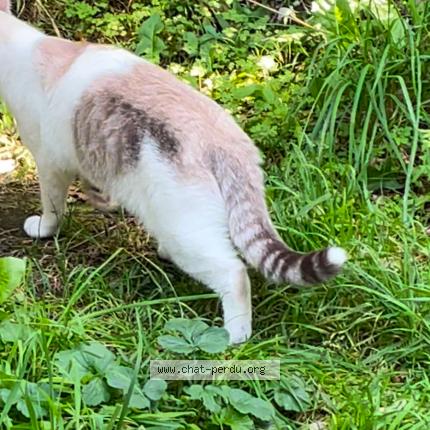 Photo 2/2 Umi Watta Chat lost in Saint brevin