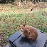 Picture of cat lost at Franqueville St Pierre