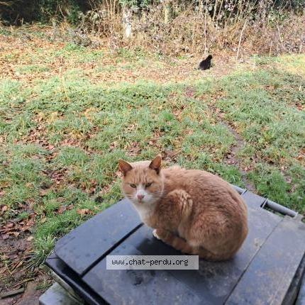 Photo 1/1 Loulou Chat lost in Franqueville st pierre
