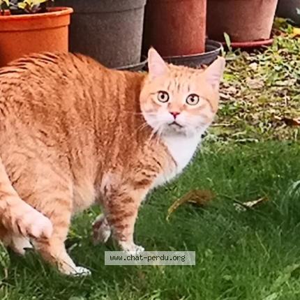 Photo 1/1 Berlioz Chat lost in Auxerre