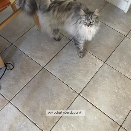 Photo 1/1 Found cat Found in La chapelle st aubin