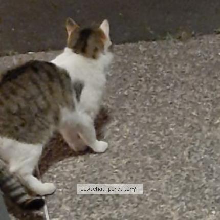 Photo 1/1 Titi Chat lost in Garges les gonesse