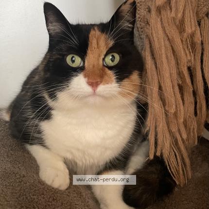 Photo 1/1 Tricie Chat lost in Saint firmin des bois