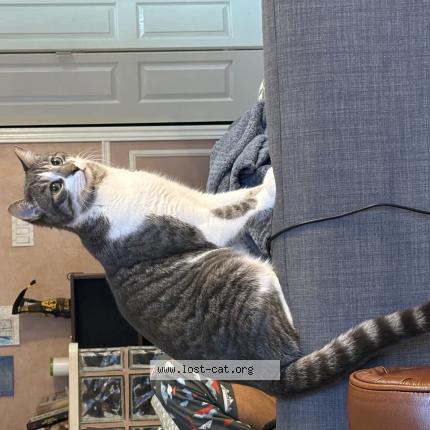 Photo 1/1 Biloo Chat lost in Toronto