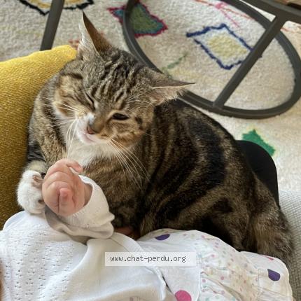 Photo 1/1 Pomponette Chat lost in Aire sur adour