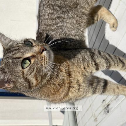 Photo 1/1 Seiya Chat lost in Bruz