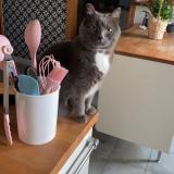 Picture of cat lost at Le Molay Littry