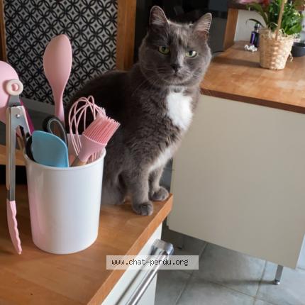 Photo 1/1 Hina Chat lost in Le molay littry