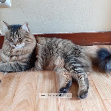 Photo 1/1 Sunny Chat lost in Chatellerault