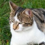 Picture of cat lost at Massongy