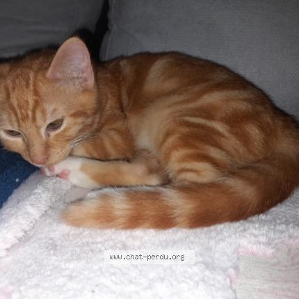 Photo 1/1 Caramel Chat lost in Royan