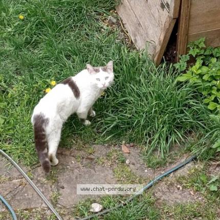 Photo 1/1 Found cat Found in Argenteuil