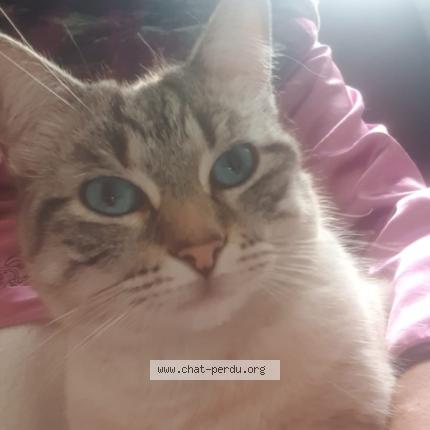 Photo 1/1 VEDA Chat lost in Saleilles