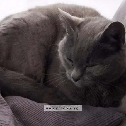 Photo 1/1 Tiago Chat lost in Bogy