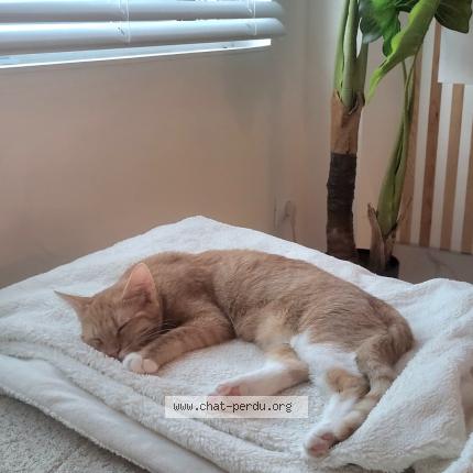 Photo 1/1 Akina Chat lost in Marlioz