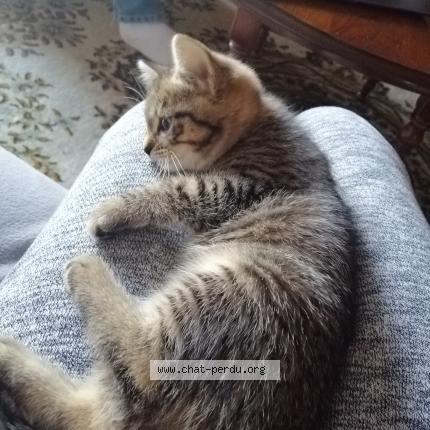 Photo 1/1 P'tit Mimi Chat lost in St brice en cogles