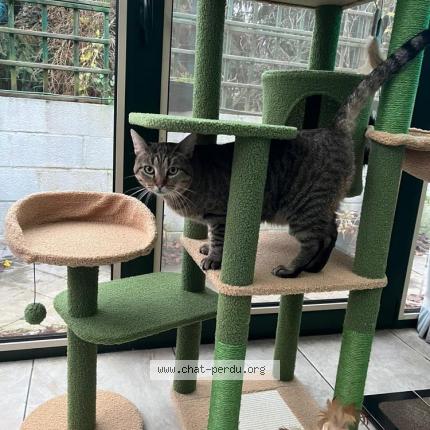 Foto 1/1 Kat teruggevonden Vermist in Jemeppe Sur Meuse