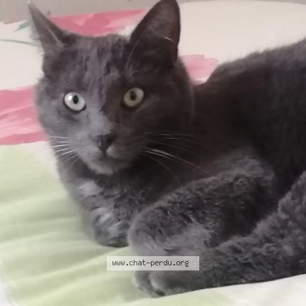 Photo 1/1 Grisou Chat lost in Beaumont