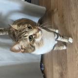 Picture of cat found at Angers