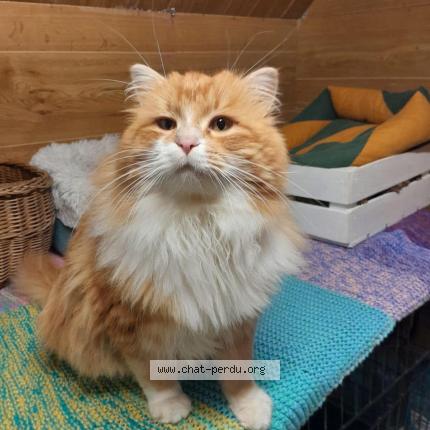 Photo 1/1 Persik Chat lost in Montgeron