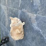 Picture of cat found at Tourcoing