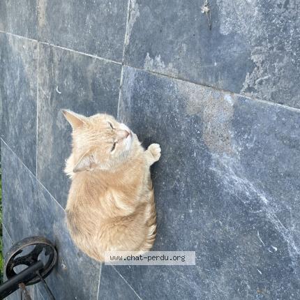 Photo 1/2 Found cat Found in Tourcoing