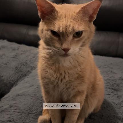 Photo 2/2 Found cat Found in Tourcoing