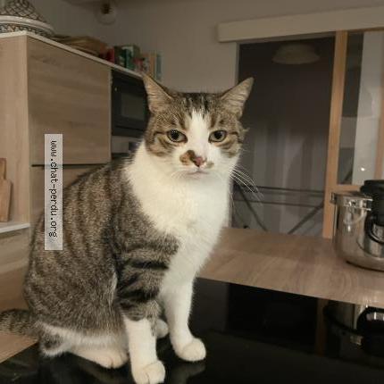 Photo 1/1 Rio Chat lost in Vulbens