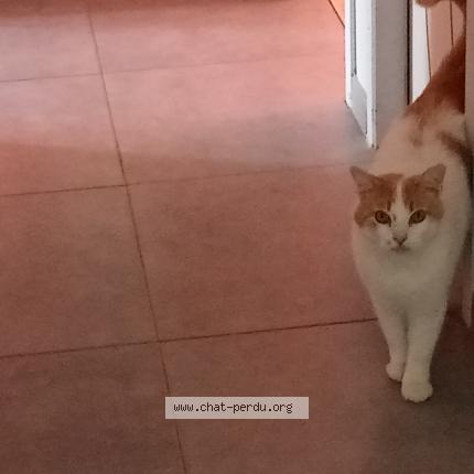 Photo 1/1 Crousty Chat lost in Saint sulpice la pointe