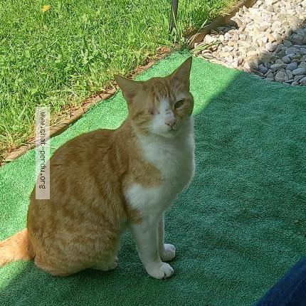 Photo 1/1 Found cat Found in Seynod