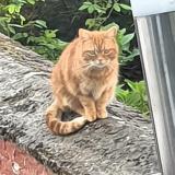 Picture of cat found at Woluwe Saint Lambert