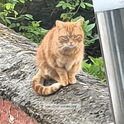 Photo 1/1 Found cat Found in Woluwe saint lambert