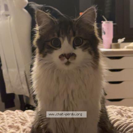 Photo 1/1 ryzz Chat lost in Bourg de peage