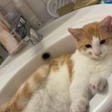 Picture of cat lost at Toulouse