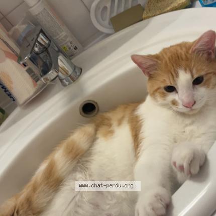 Photo 1/1 Luffy Chat lost in Toulouse