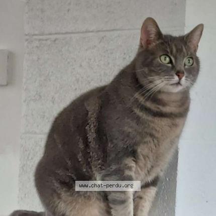 Photo 1/1 Nepeta Chat lost in Bruay la buissiere