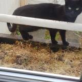 Picture of cat found at Brunoy