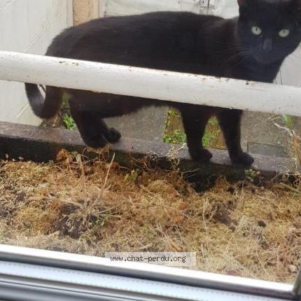 Photo 1/4 Cat reunited Found in Brunoy