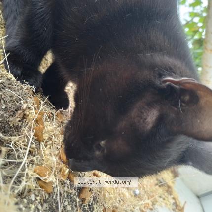 Photo 2/4 Cat reunited Found in Brunoy