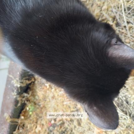 Photo 3/4 Cat reunited Found in Brunoy