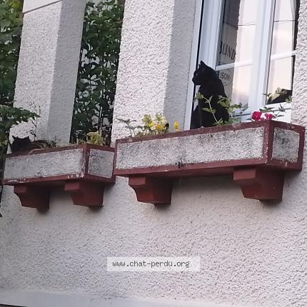 Photo 4/4 Cat reunited Found in Brunoy