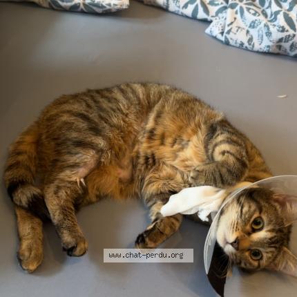 Photo 1/1 Mia Chat lost in Bussigny