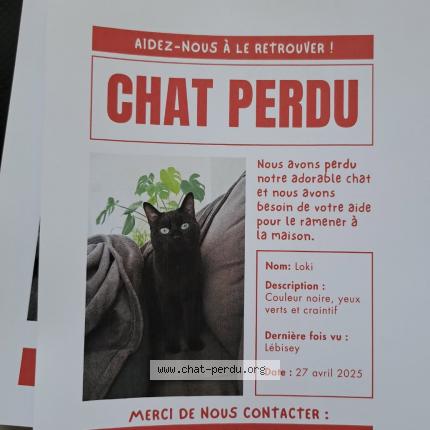 Photo 1/1 Loki Chat lost in Herouville saint clair