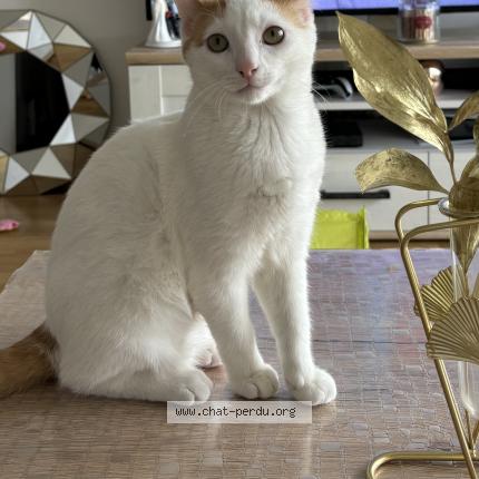 Photo 1/1 Titoune Chat lost in Dreux