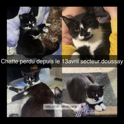 Photo 1/1 Mamoune Chat lost in Doussay