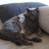 Picture of cat lost at Clermon Ferrand