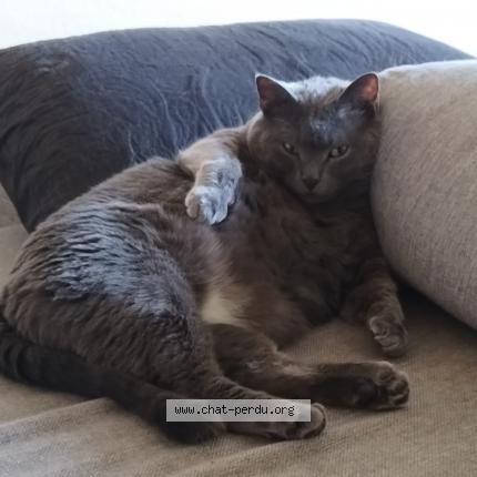 Photo 1/1 PINOU Chat lost in Clermon ferrand