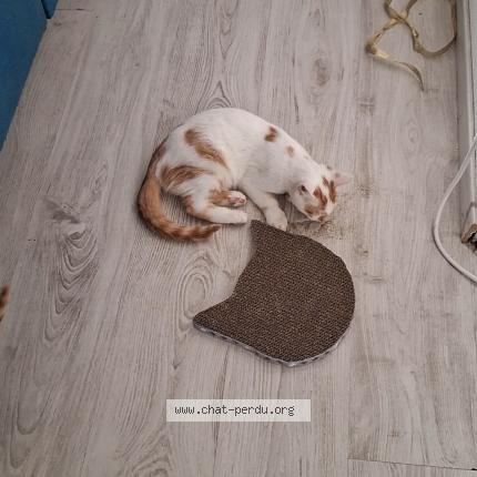 Photo 1/1 Sunny Chat lost in Saint sulpice la pointe