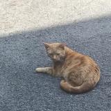 Picture of cat lost at Mouscron